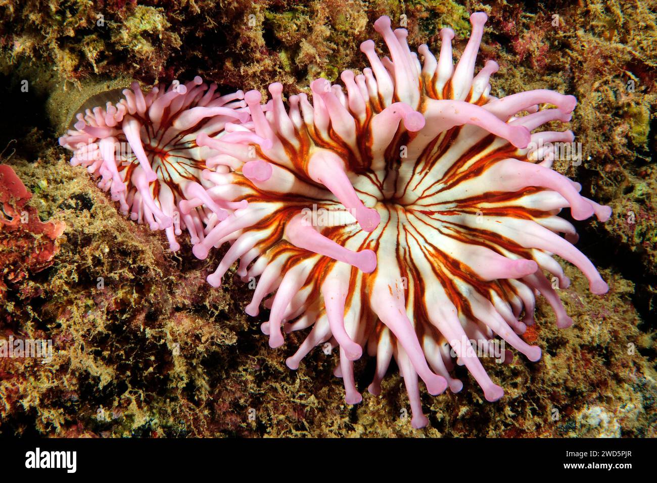 Zwei Paare rosafarbener rosafarbener Clubanemonen (Telmatactis cricoides) in rosa Farbe sitzen in Siedlung am Felsenriff aus Lavagestein im Ostatlantik Stockfoto