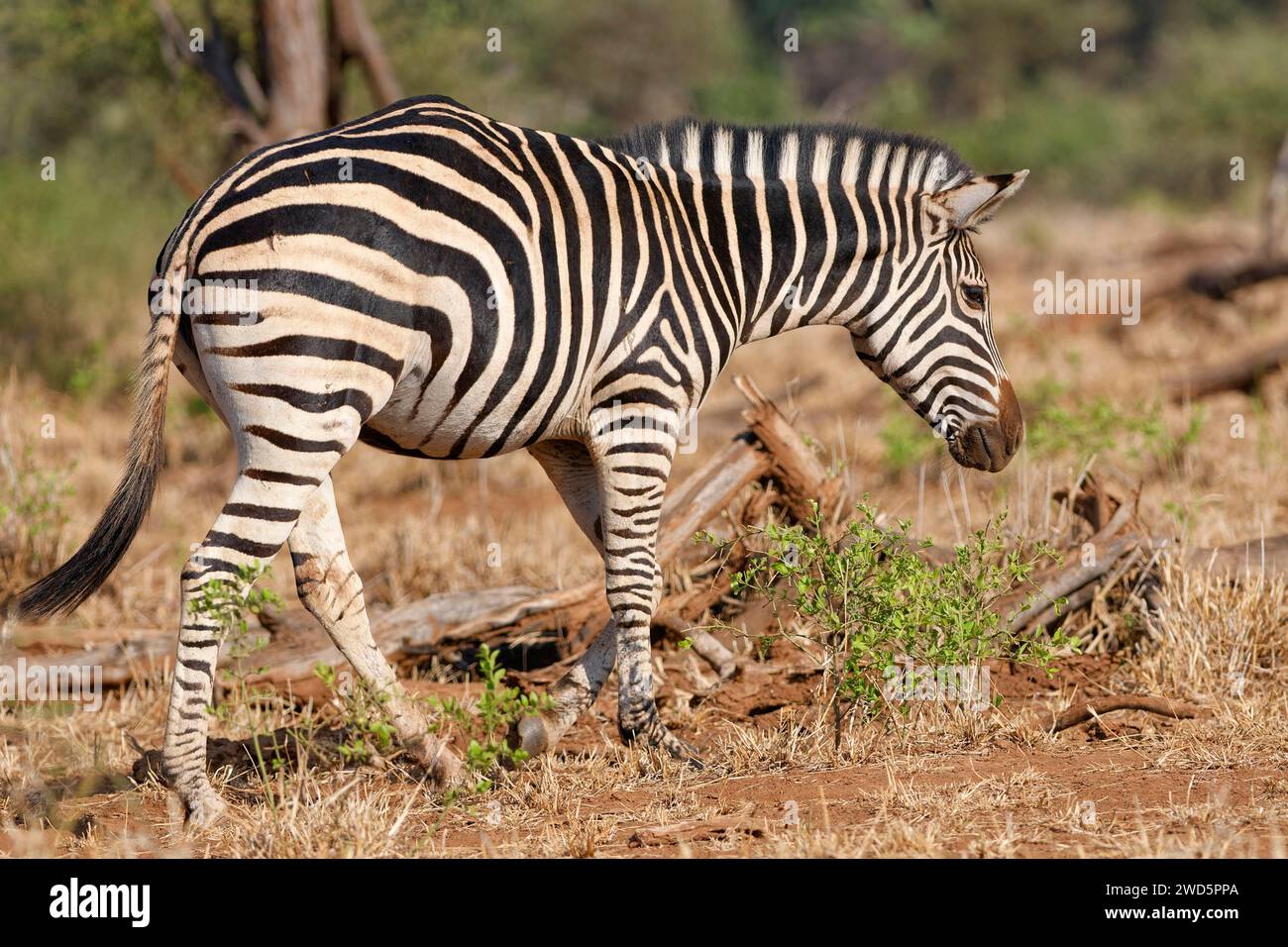 Burchell's Zebra (Equus quagga burchellii), erwachsenes Zebrawandern, Kruger-Nationalpark, Südafrika, Afrika Stockfoto