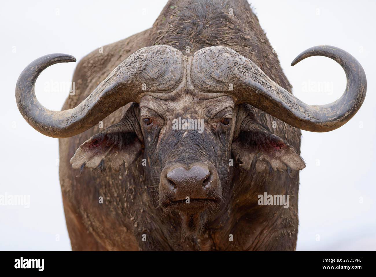 Cape Buffalo (Syncerus Caffer Caffer Caffer), erwachsener Mann mit Blick auf die Kamera, Tierporträt, Nahaufnahme des Kopfes und der Hörner, Kruger-Nationalpark, Süd-Afri Stockfoto