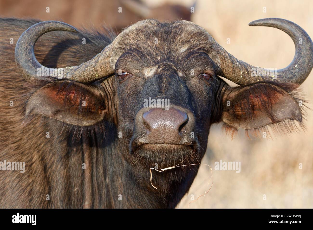 Cape Buffalo (Syncerus Caffer Caffer Caffer), Erwachsener, mit Blick auf die Kamera, Tierporträt, Nahaufnahme des Kopfes und der Hörner, Kruger-Nationalpark, Südafrika, Stockfoto