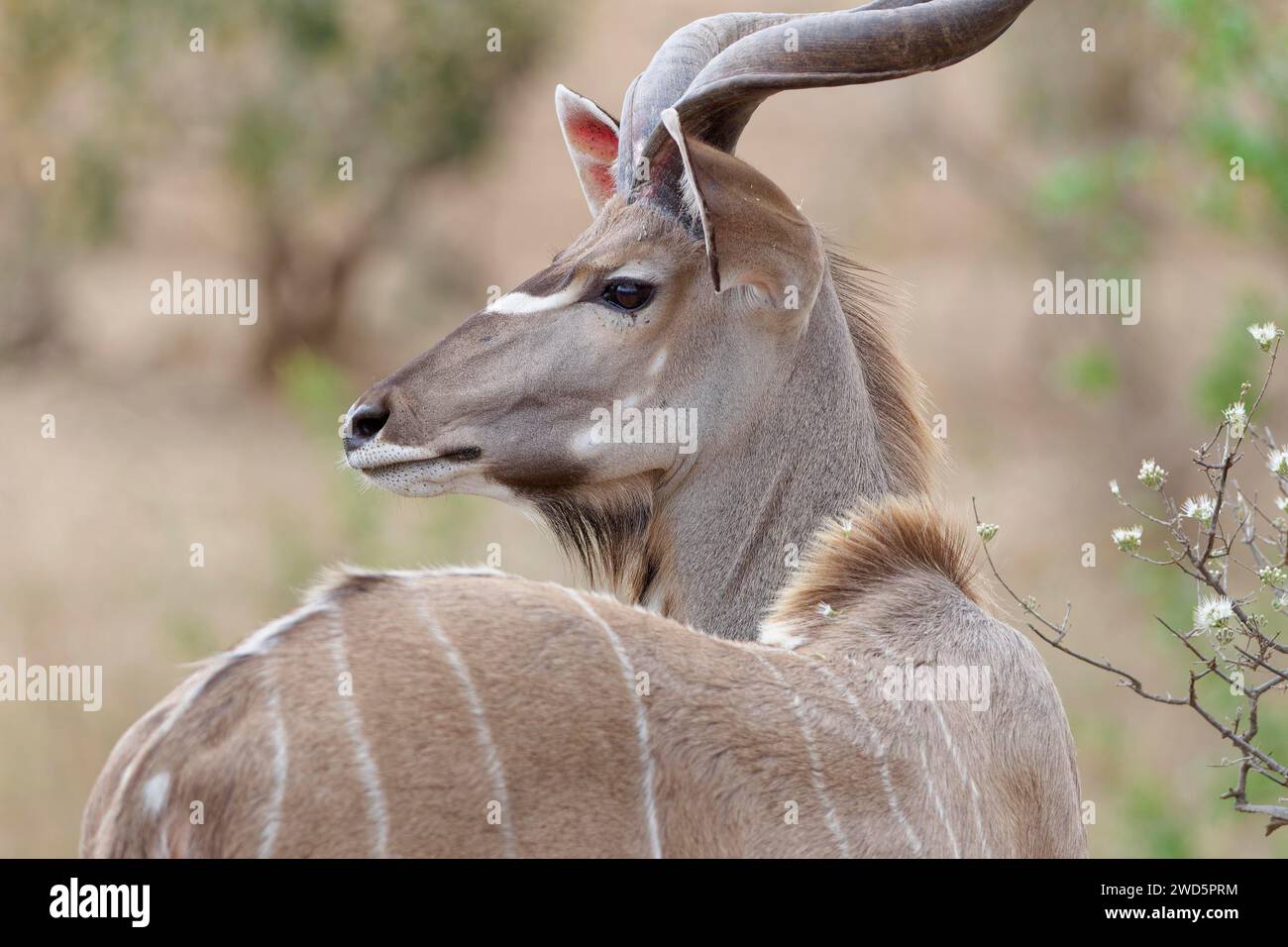 Großkudu (Tragelaphus strepsiceros), Erwachsene männlich, Alarm, Nahaufnahme des Kopfes, Profilansicht, Kruger-Nationalpark, Südafrika, Afrika Stockfoto