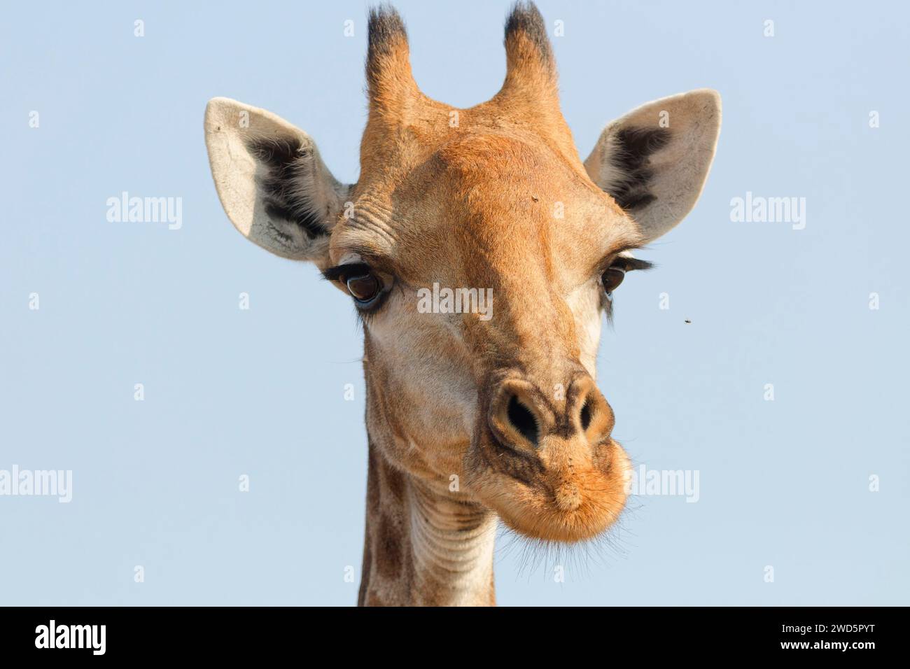 Südafrikanische Giraffe (Giraffa camelopardalis giraffa), Erwachsene, Tierporträt, Kopf-Nahaufnahme, Kruger-Nationalpark, Südafrika, Afrika Stockfoto