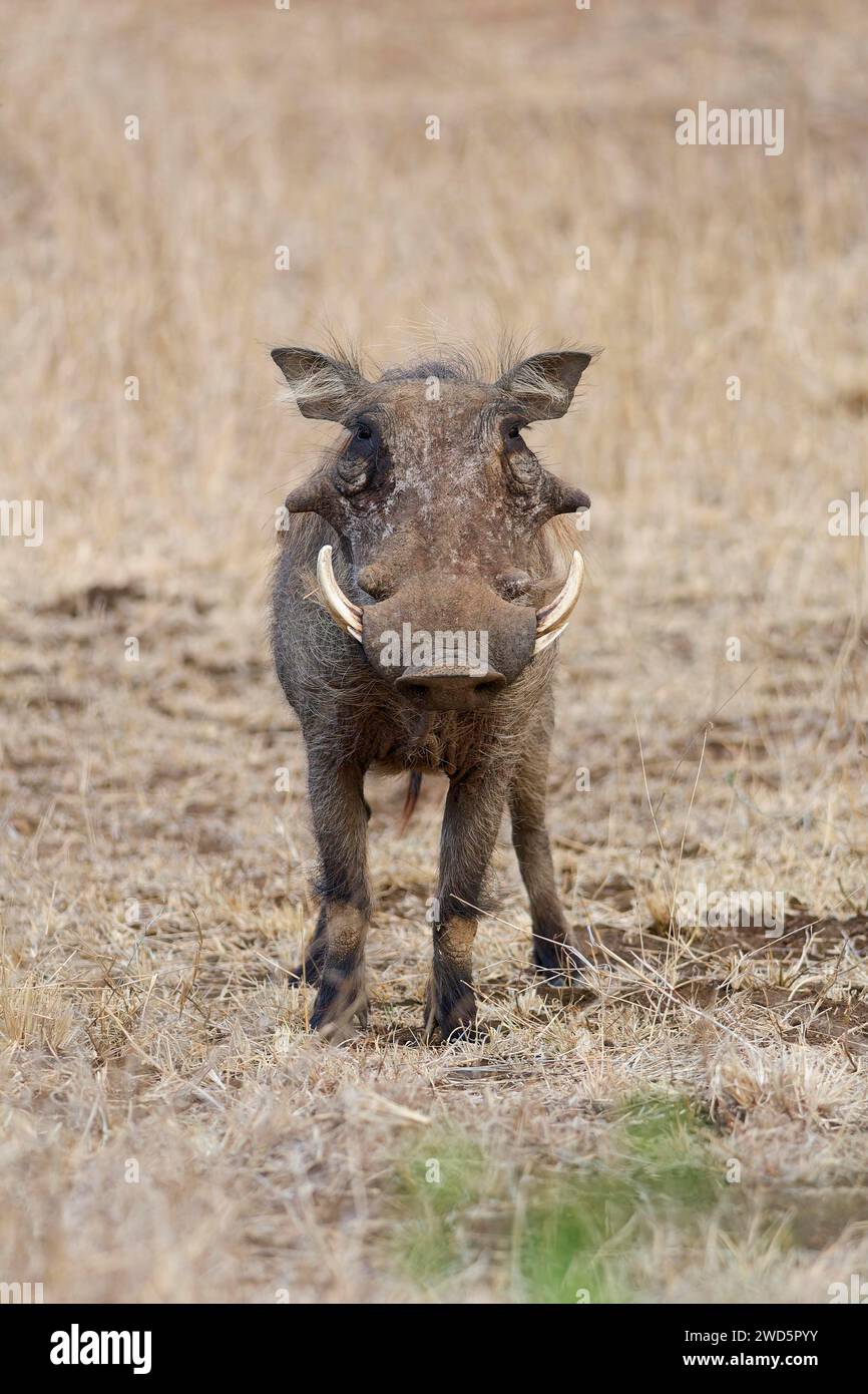 Gewöhnliches Warzenschwein (Phacochoerus africanus), männlicher Erwachsener, Alarm, Tierporträt, Kruger-Nationalpark, Südafrika, Afrika Stockfoto
