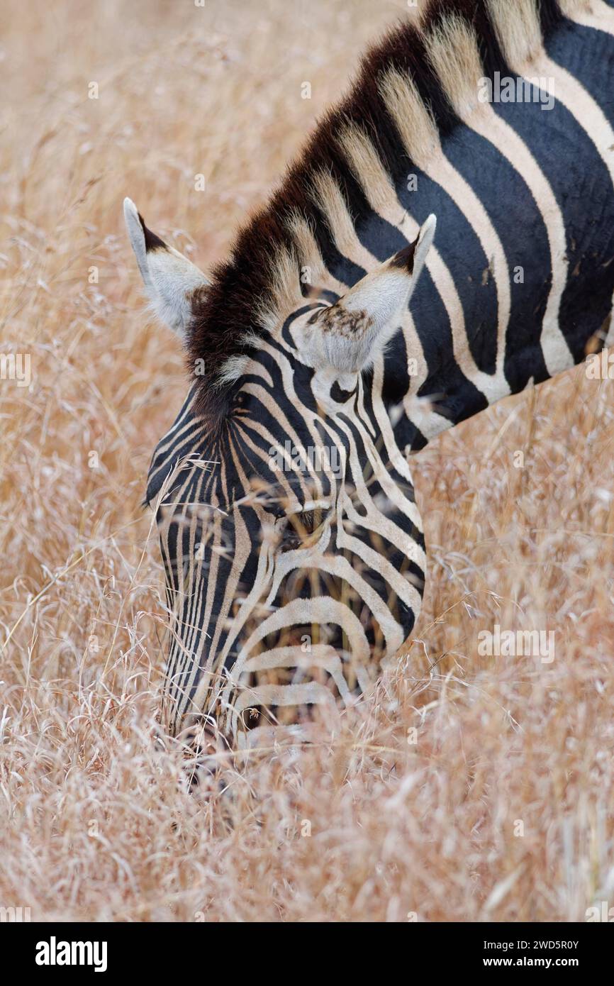 Burchell's Zebra (Equus quagga burchellii), Erwachsener in hohem, trockenem Gras, Fütterung, Nahaufnahme des Kopfes, Kruger-Nationalpark, Südafrika, Afrika Stockfoto