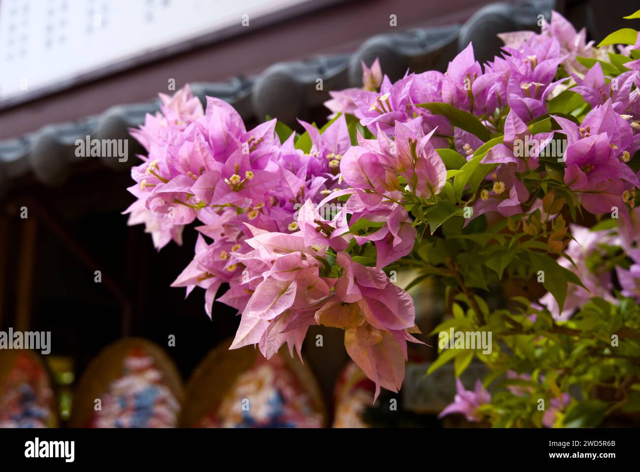 Blühende rosa Bougainvillea-Blume mit verschwommenem Hintergrund. Stockfoto