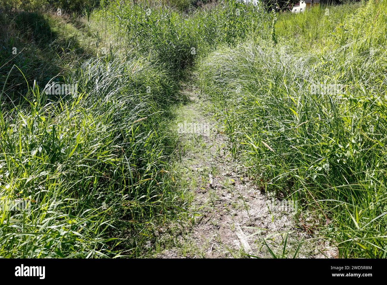 Die Panke ist trocken und trägt kein Wasser mehr, das ausgetrocknete Bett der Panke ist sichtbar, Panketal, 10/08/2022 Stockfoto