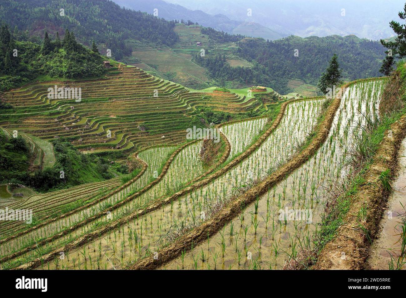 龙胜镇 (龙胜县) 中國 Longsheng Reisterrassen, Dazhai Longji Ping'an Zhuang, China; malerische Reisterrassen auf den Hügeln Stockfoto