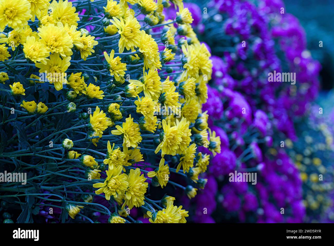 Ursula Sunny Yellow Chrysantheme mit violettem Chrysantheme im Hintergrund. Stockfoto