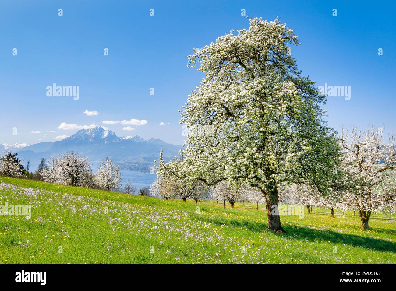 Blick auf Pilatus und Vielwaldstättersee, Schweiz Stockfoto
