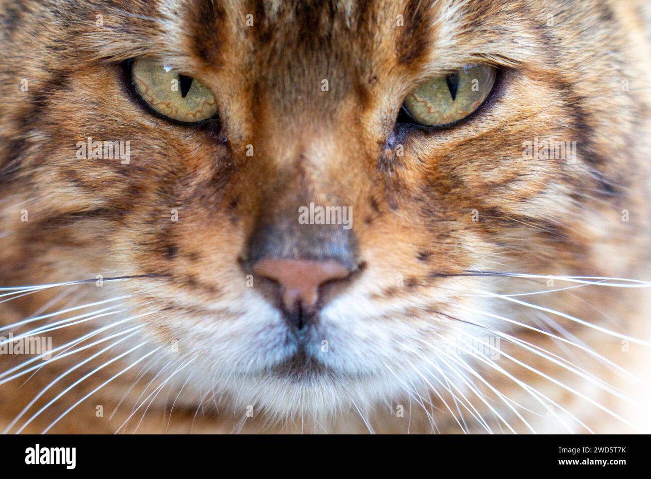 Nahaufnahme einer gewöhnlichen, Tiger aussehenden Hauskatze, die auf der Straße gefunden wurde Stockfoto