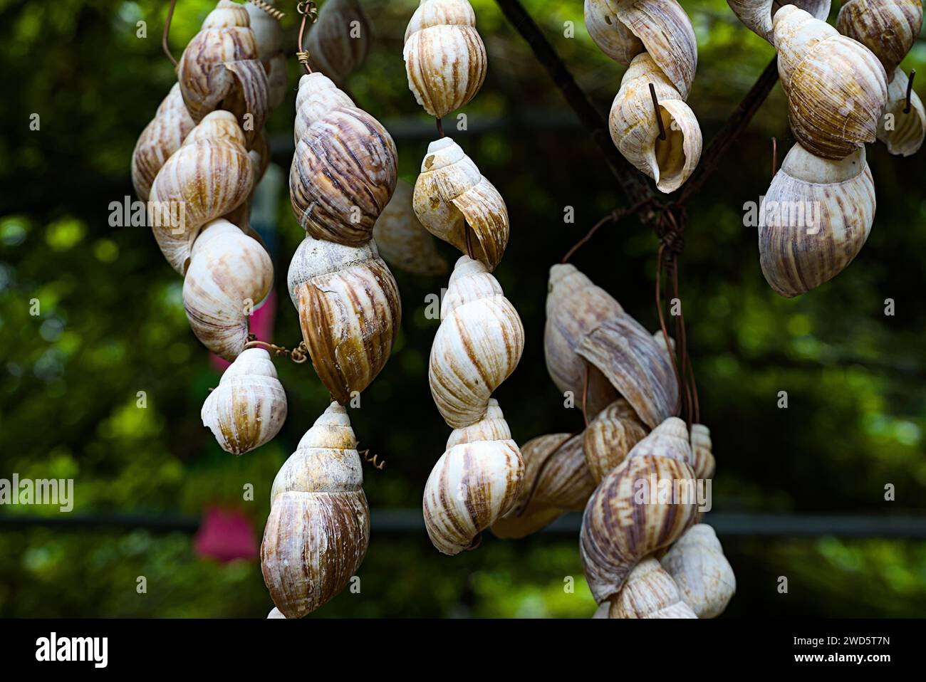 Nahaufnahme von hängenden Schneckenschalen. Stockfoto