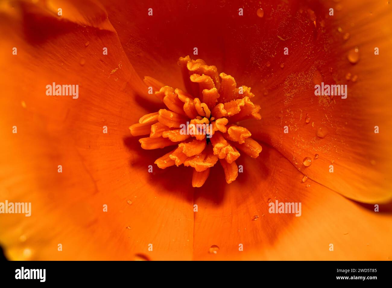 kalifornische Mohnblume, intensive orange Blume auf schwarzem Hintergrund mit Wassertropfen Stockfoto