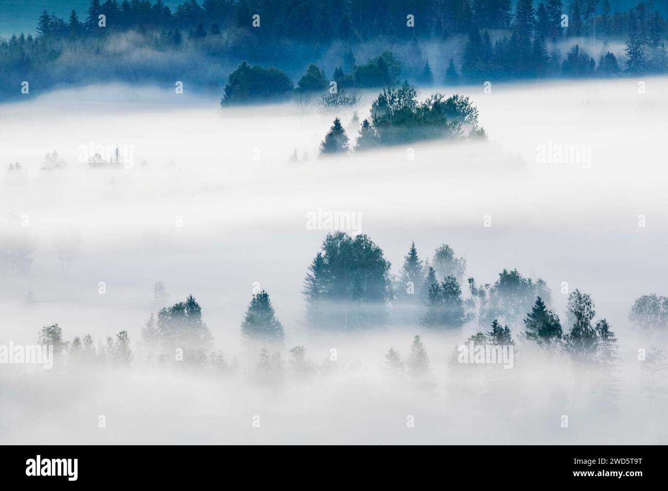 Nebel und Wald im Rothenthurm-Hochmoor, Kanton Schyz, Schweiz Stockfoto