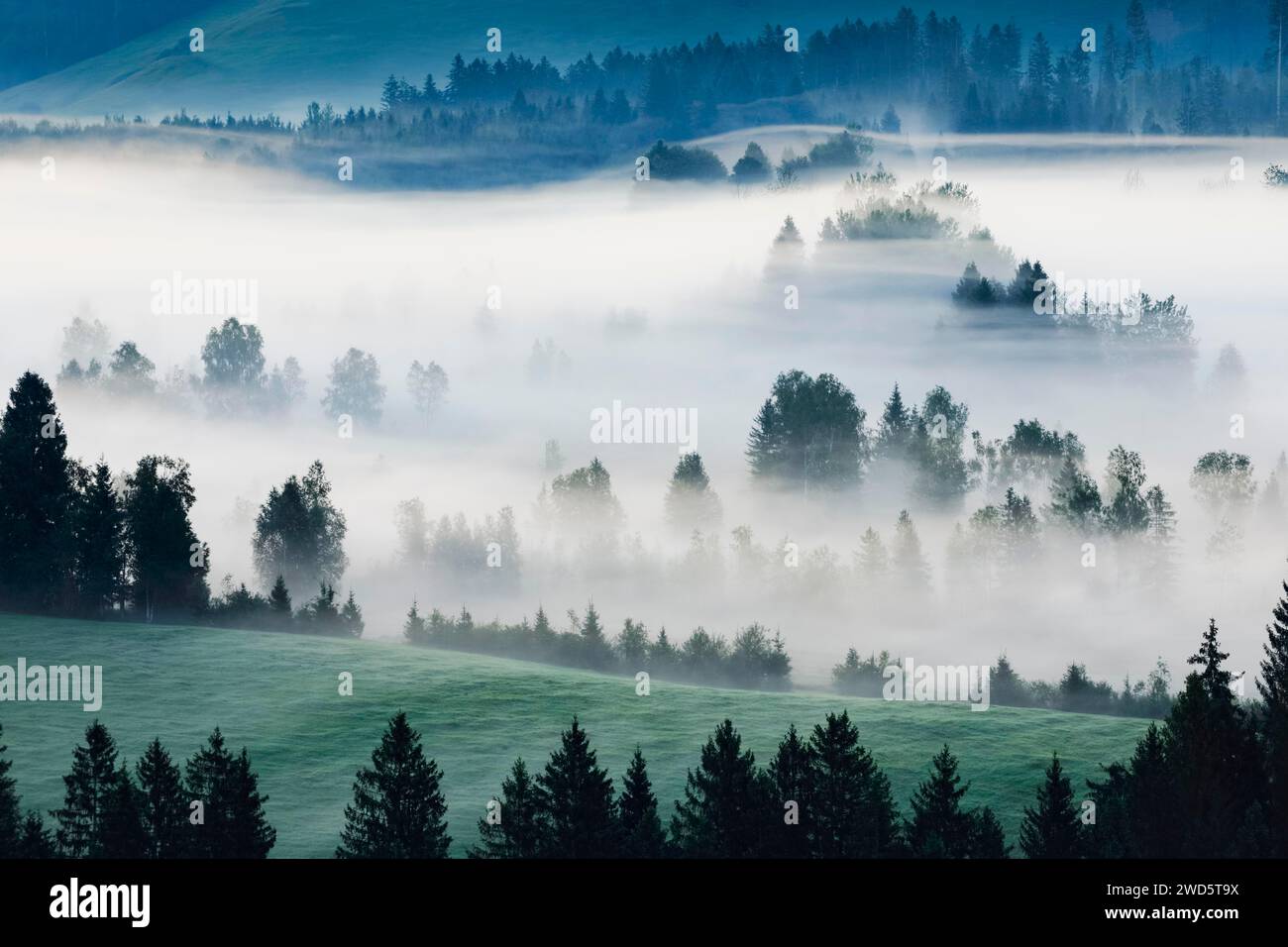 Nebel und Wald im Rothenthurm-Hochmoor, Kanton Schyz, Schweiz Stockfoto