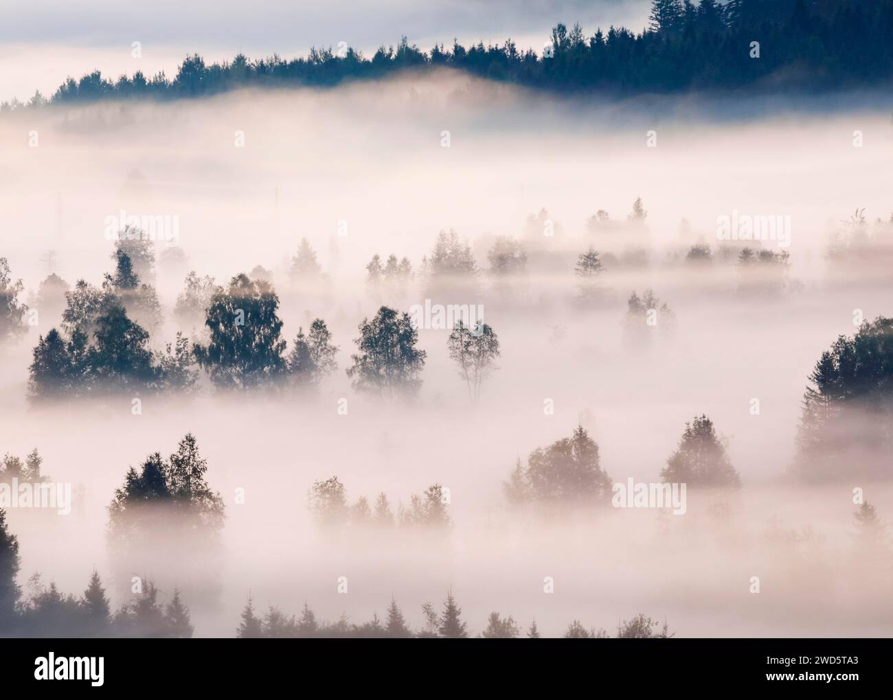 Nebel und Wald im Rothenthurm-Hochmoor, Kanton Schyz, Schweiz Stockfoto