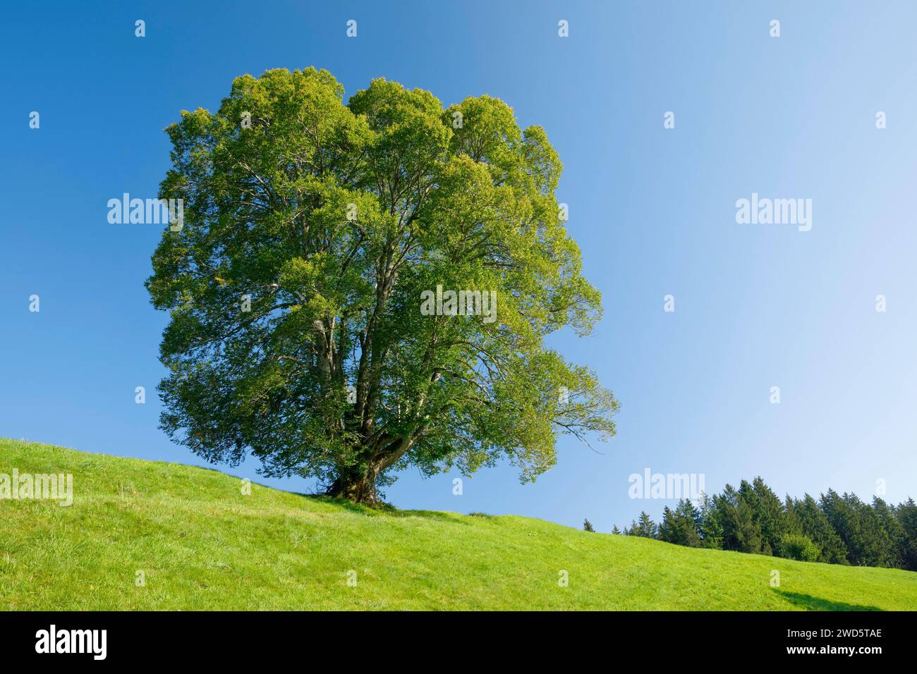 Große Linde in Oberaegeri, Kanton Zug, Schweiz Stockfoto