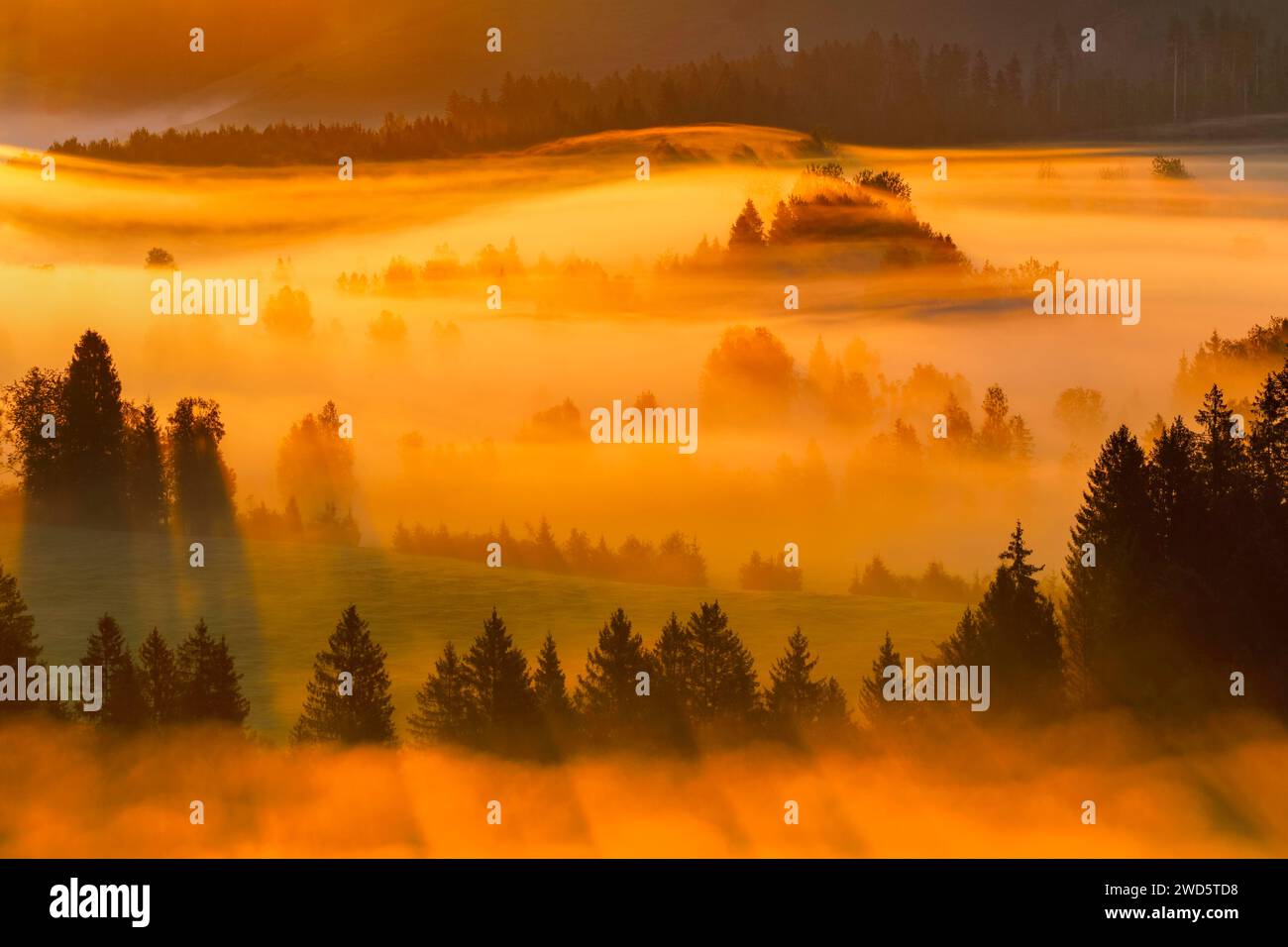 Nebel und Wald im Rothenthurm-Hochmoor, Kanton Schyz, Schweiz Stockfoto