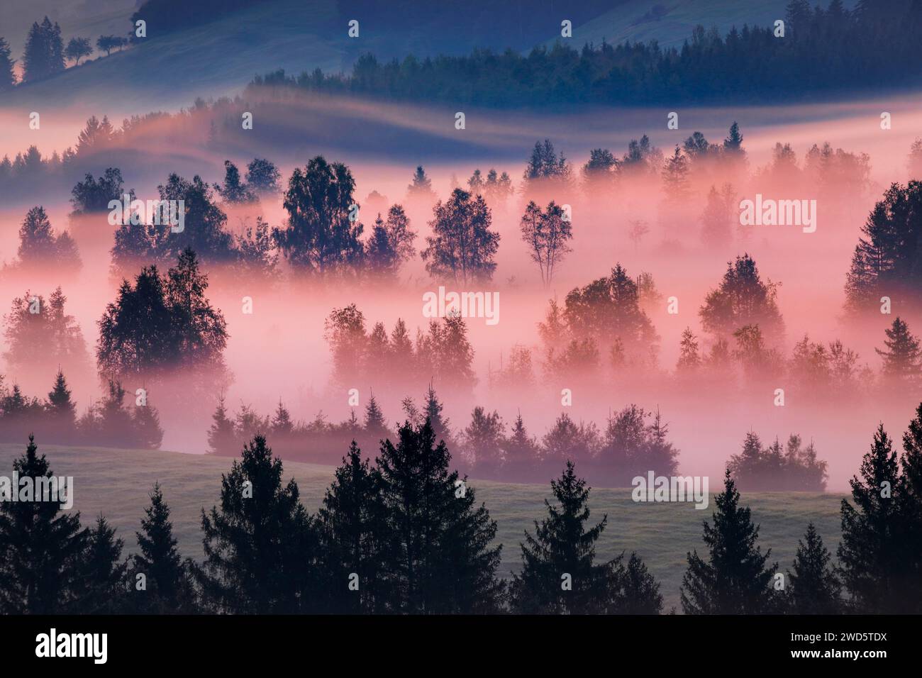 Nebel und Bäume am Rothenthurm im Kanton Schyz, Schweiz Stockfoto