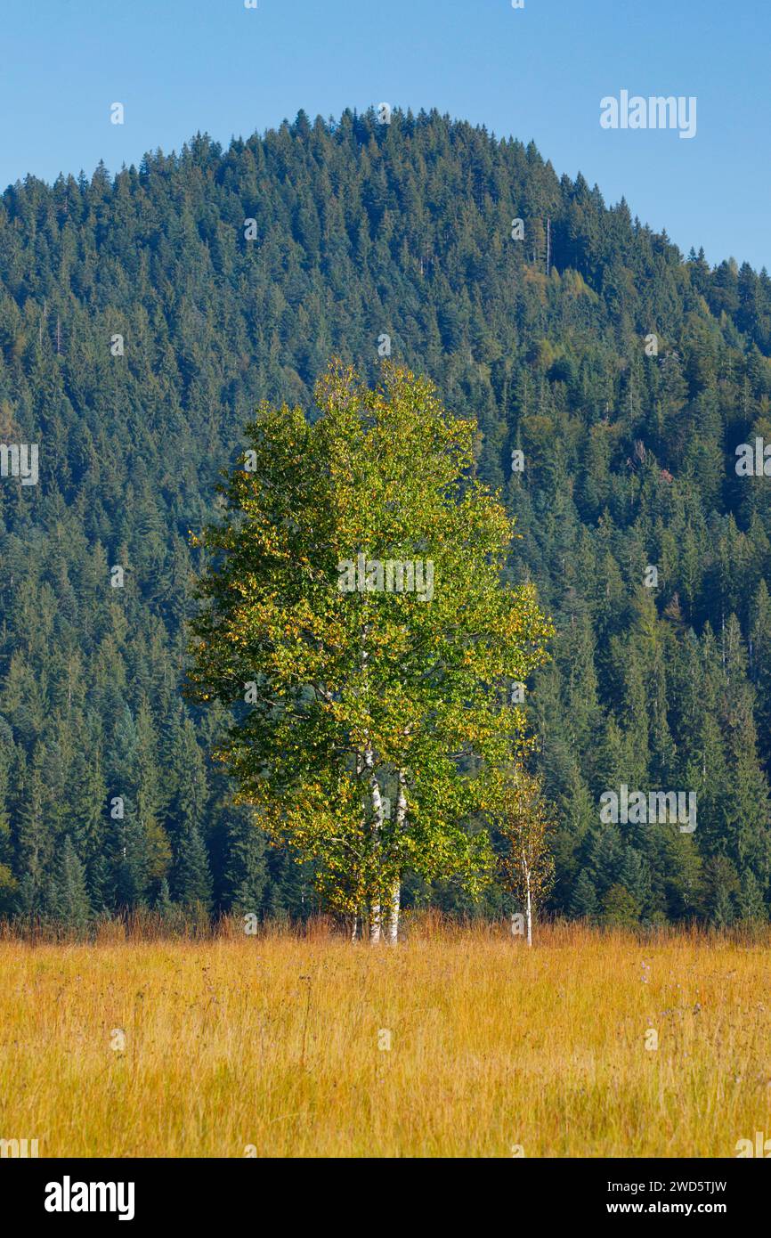 Birken im Rothenthurm Hochmoor, Kanton Schyz, Schweiz Stockfoto