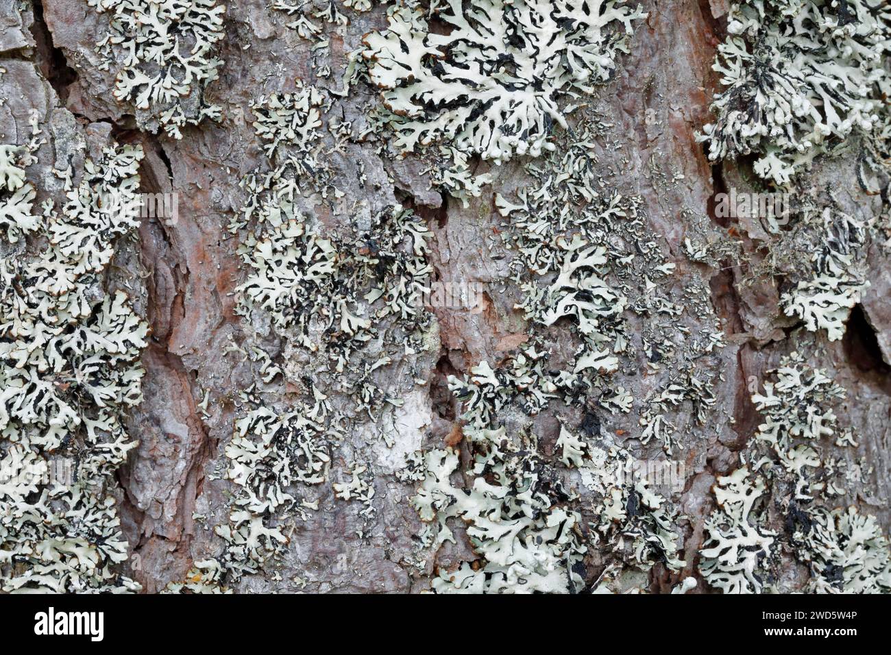 Tannenzapfen auf Flechtenbaumrinde, Schottland, Großbritannien Stockfoto
