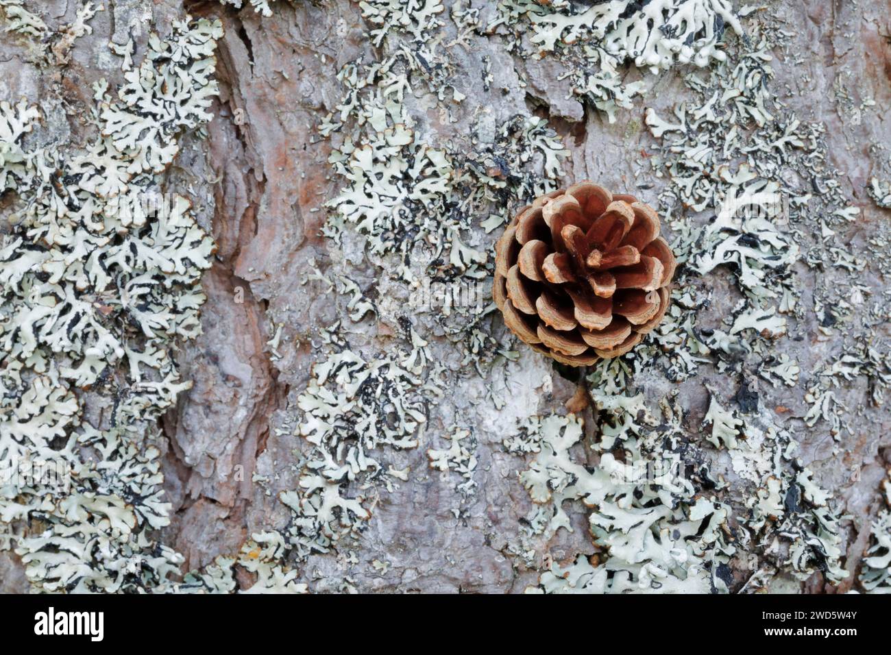 Tannenzapfen auf Flechtenbaumrinde, Schottland, Großbritannien Stockfoto