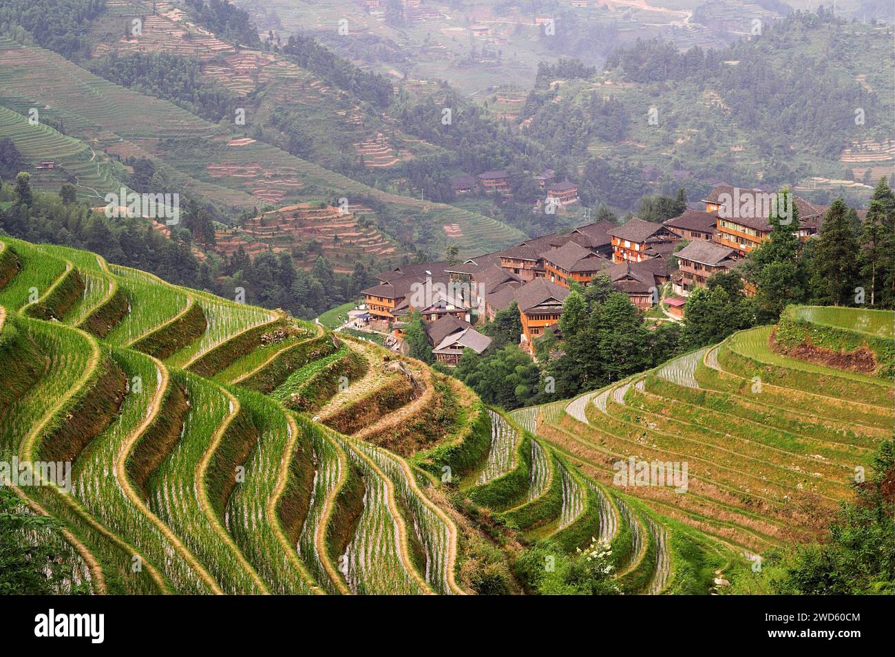 龙胜镇 (龙胜县) 中國 Longsheng Reisterrassen, Dazhai Longji Ping'an Zhuang, China; malerische Reisterrassen auf den Hügeln Stockfoto