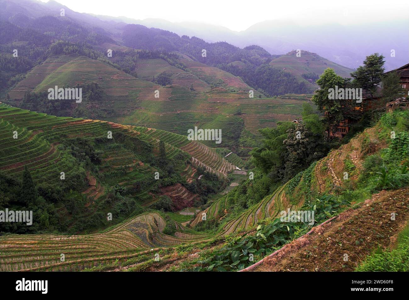 龙胜镇 (龙胜县) 中國 Longsheng Reisterrassen, Dazhai Longji Ping'an Zhuang, China; malerische Reisterrassen auf den Hügeln Stockfoto
