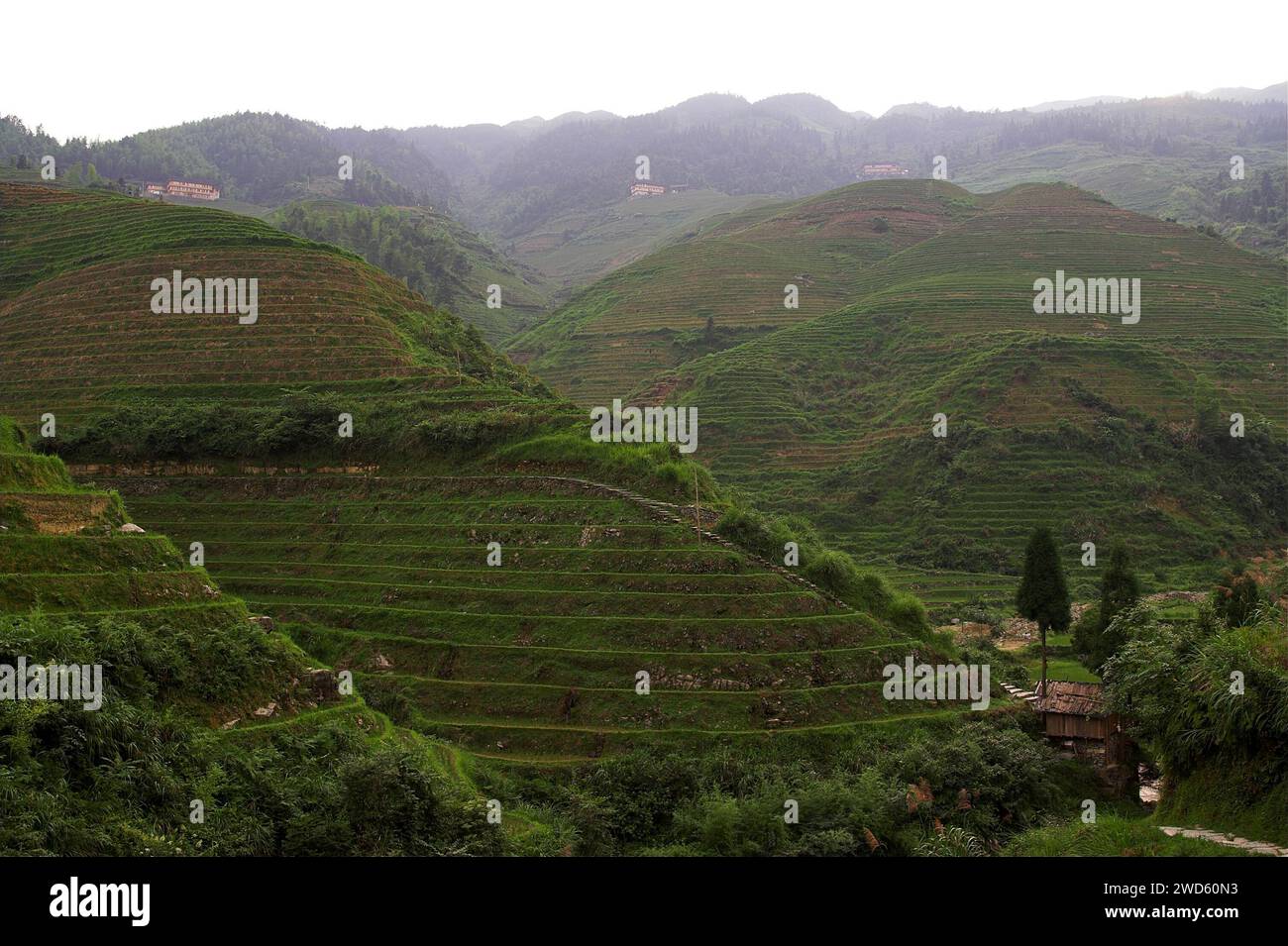 龙胜镇 (龙胜县) 中國 Longsheng Reisterrassen, Dazhai Longji Ping'an Zhuang, China; malerische Reisterrassen auf den Hügeln Stockfoto