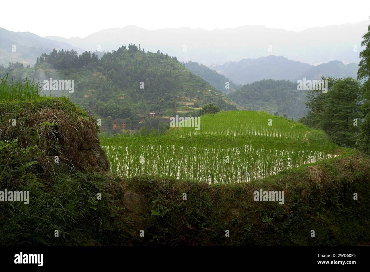 龙胜镇 (龙胜县) 中國 Longsheng Reisterrassen, Dazhai Longji Ping'an Zhuang, China; Oryza sativa L.; Reissetzlinge auf dem Hintergrund der Berge Stockfoto