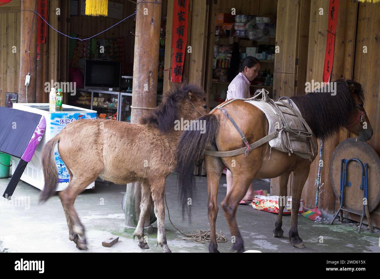 龙胜镇 (龙胜县) 中國 Longsheng, Dazhai Longji Ping'an Zhuang, China; Maultiere ruhen in einem chinesischen Dorf; Maultiere ruhen in einem chinesischen Dorf Stockfoto