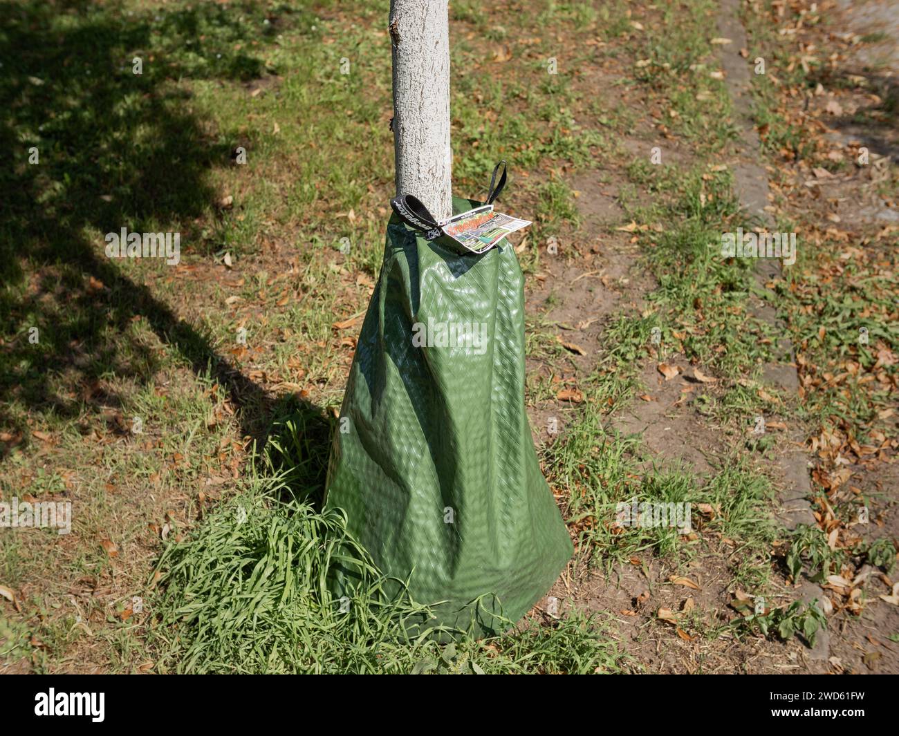 Treegator Bewässerungsbeutel auf einem dünnen Baum in einem Park. Der Sack trägt dazu bei, Wasser langsam in den Boden abzugeben, um die Pflanze während der Trockenzeit am Leben zu erhalten. Stockfoto