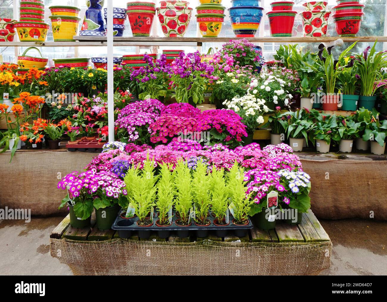 Eine Auswahl an bunten Blumen, Pflanzen und Töpfen zum Verkauf in einem lokalen Garden Center Store. Stockfoto