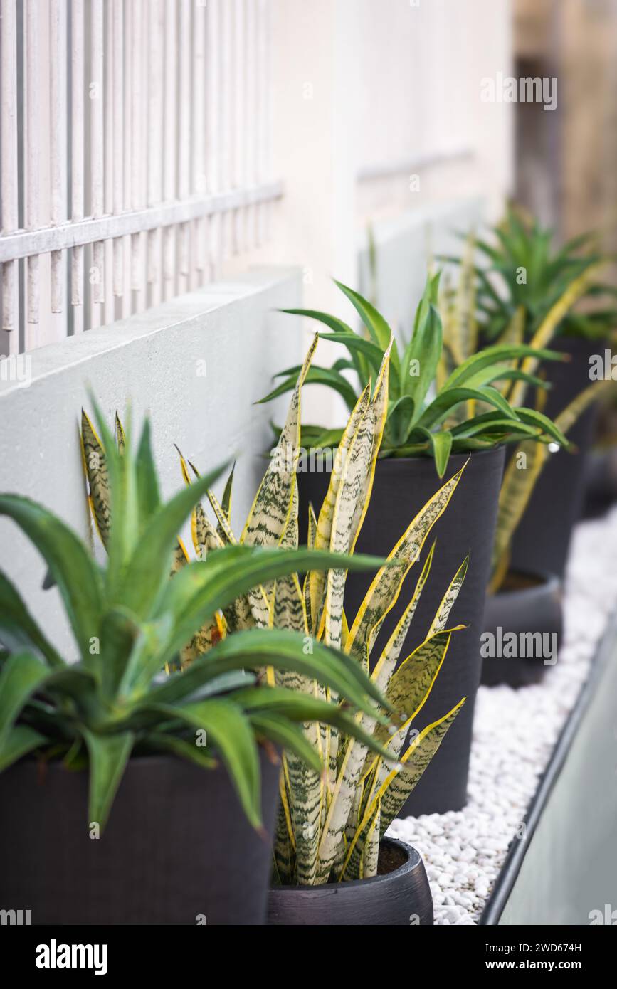 Agaven- und Schlangenpflanze in einem schwarzen modernen Topf Dekoration Außenwand tropisches Klima Stockfoto