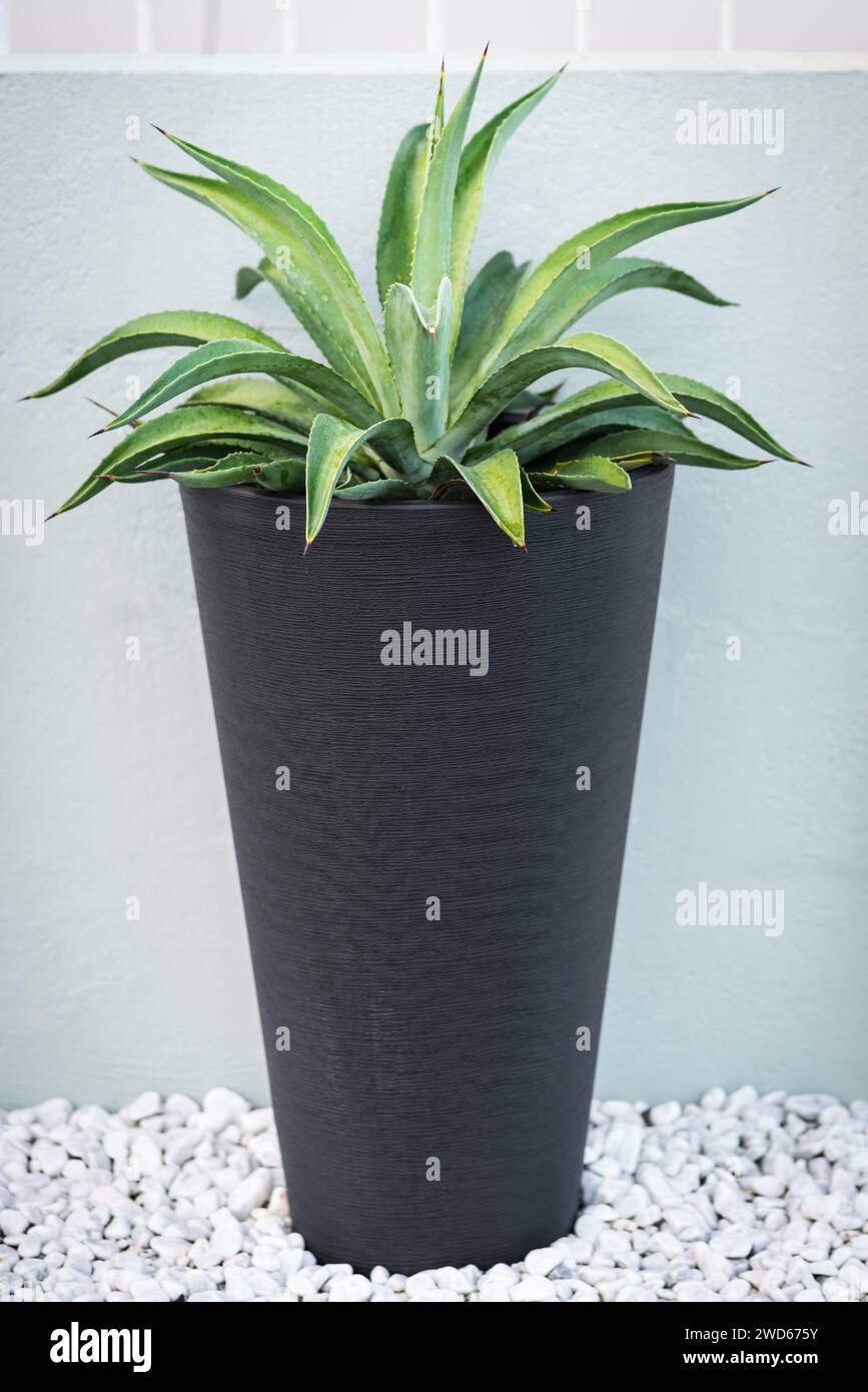 Agavenpflanze in einem schwarzen modernen Topf Dekoration Außenwand tropisches Klima Stockfoto