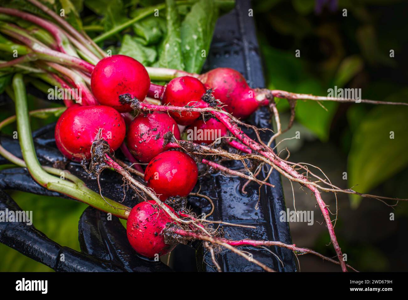 Frisch geerntete rote Radieschen mit grünen Blättern auf einer Gartenbank Stockfoto