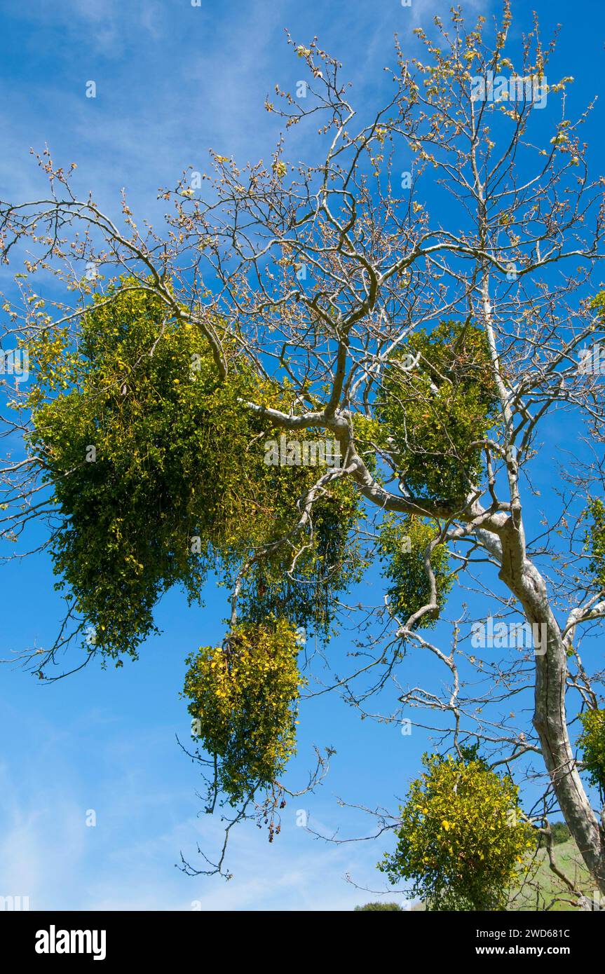 Platanus racemosa (Platanus racemosa) mit Mistel, Los Penasquitos Canyon Preserve, San Diego, Kalifornien Stockfoto