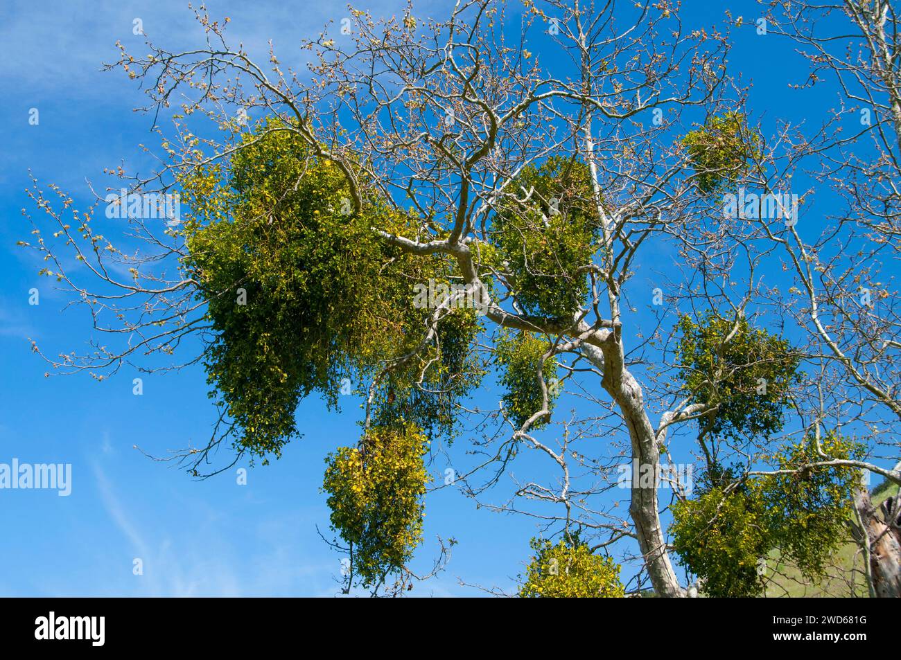 Platanus racemosa (Platanus racemosa) mit Mistel, Los Penasquitos Canyon Preserve, San Diego, Kalifornien Stockfoto