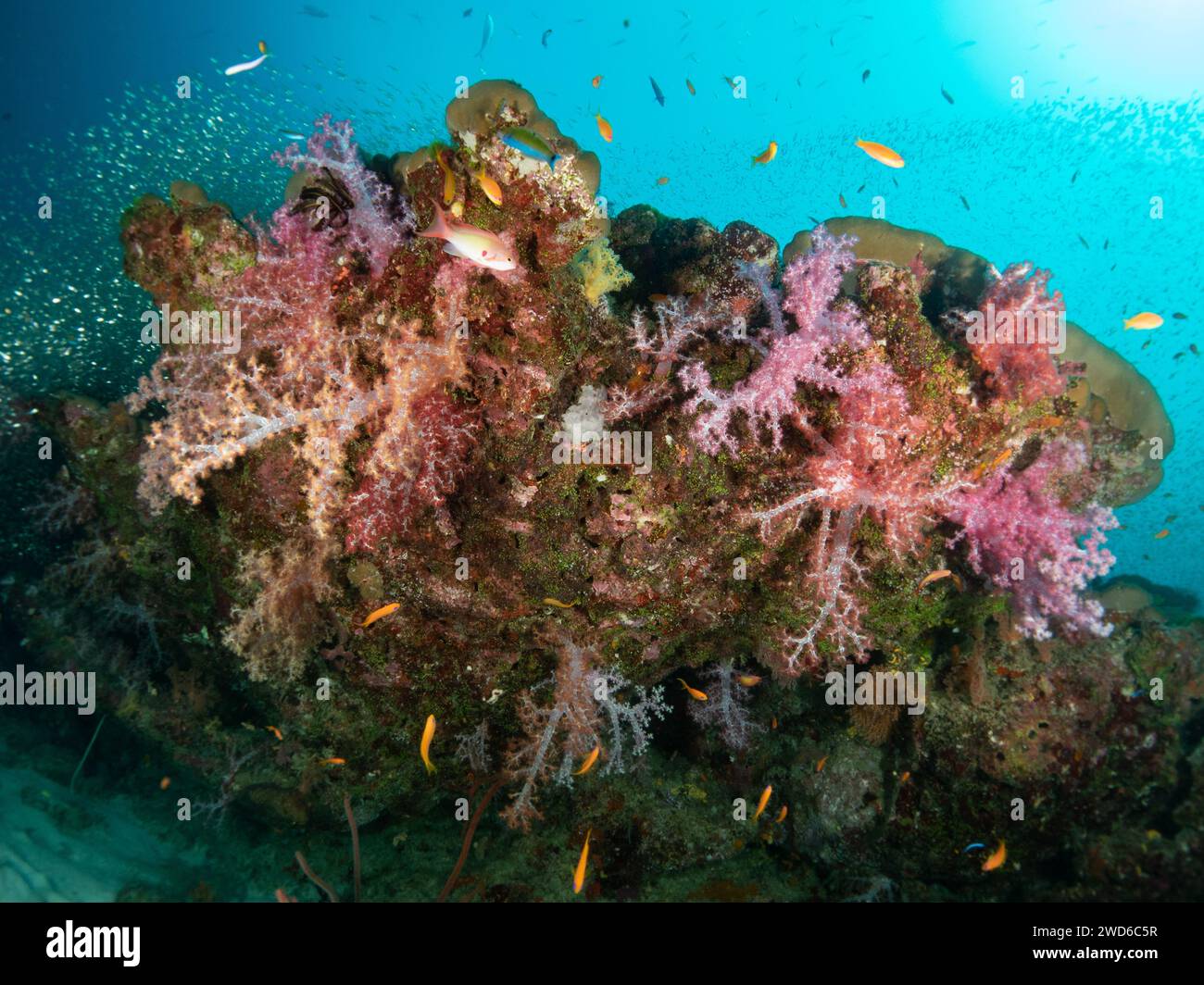Dendronephthya haemprichi. Wirbellose Meerestiere. Blumige Rosa Rote Korallen Alcyonacea Nephtheidae, Cnidaria Octocorals. Coral Reef Life Undersea. Stockfoto