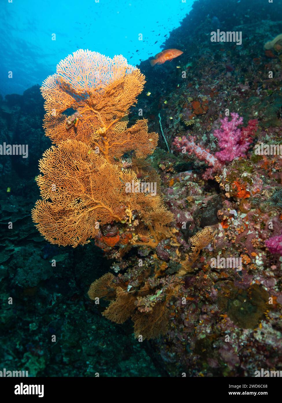 Riesen Gorgonisches Meer Fan Soft Coral. Verzweigte Gorgonia-Korallen. Wirbellose Meerestiere Alcyonacea, Cnidaria Octocorals. Coral Reef Life Undersea. Stockfoto