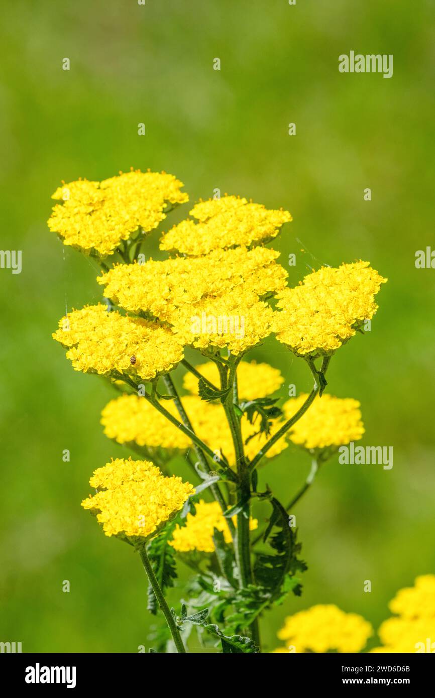 Issaquah, Washington, USA. Farnblatt-Schafgarbe (Achillea filipendulina) in Blüte Stockfoto