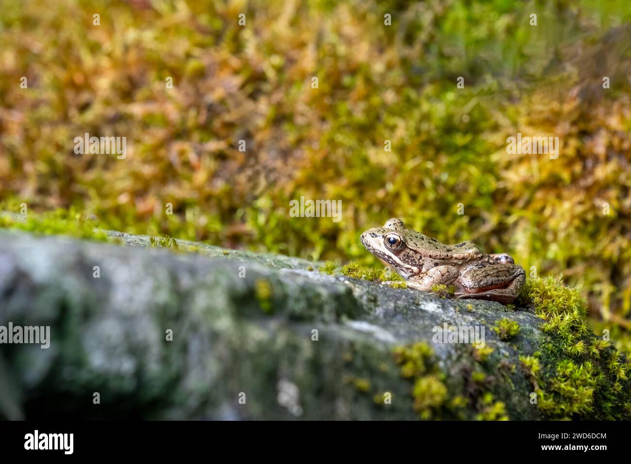 Issaquah, Washington, USA. Pazifikbaumfrosch auf einem moosbedeckten Felsen Stockfoto