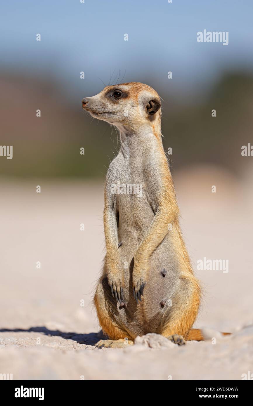 Ein warnender Erdmännchen (Suricata suricatta), der aufrecht sitzt, Kalahari-Wüste, Südafrika Stockfoto