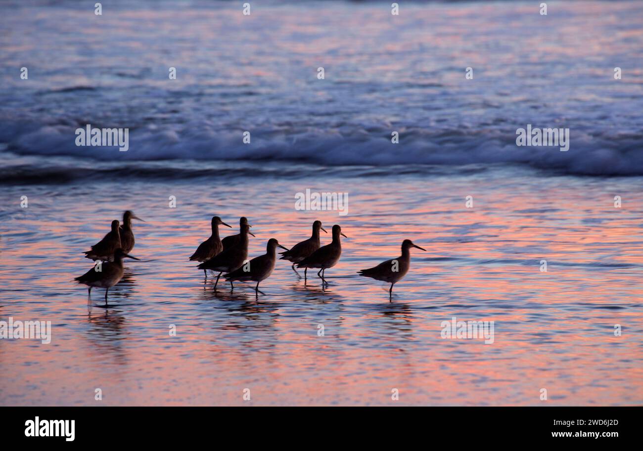 Shorebird Sonnenuntergang am Ocean Beach, Golden Gate National Recreation Area, San Francisco, Kalifornien Stockfoto