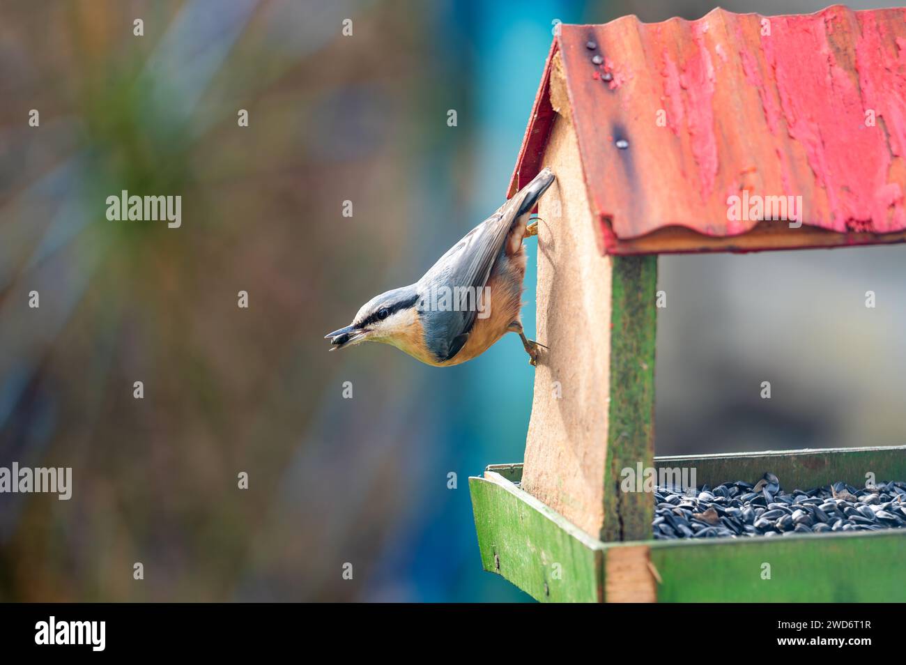 Die Eurasische Nuthatch (Sitta europaea) ist ein kleiner Passerinvogel mit blauem Rücken und orangefarbenem Unterkörper. Vogel sitzt auf bir Stockfoto