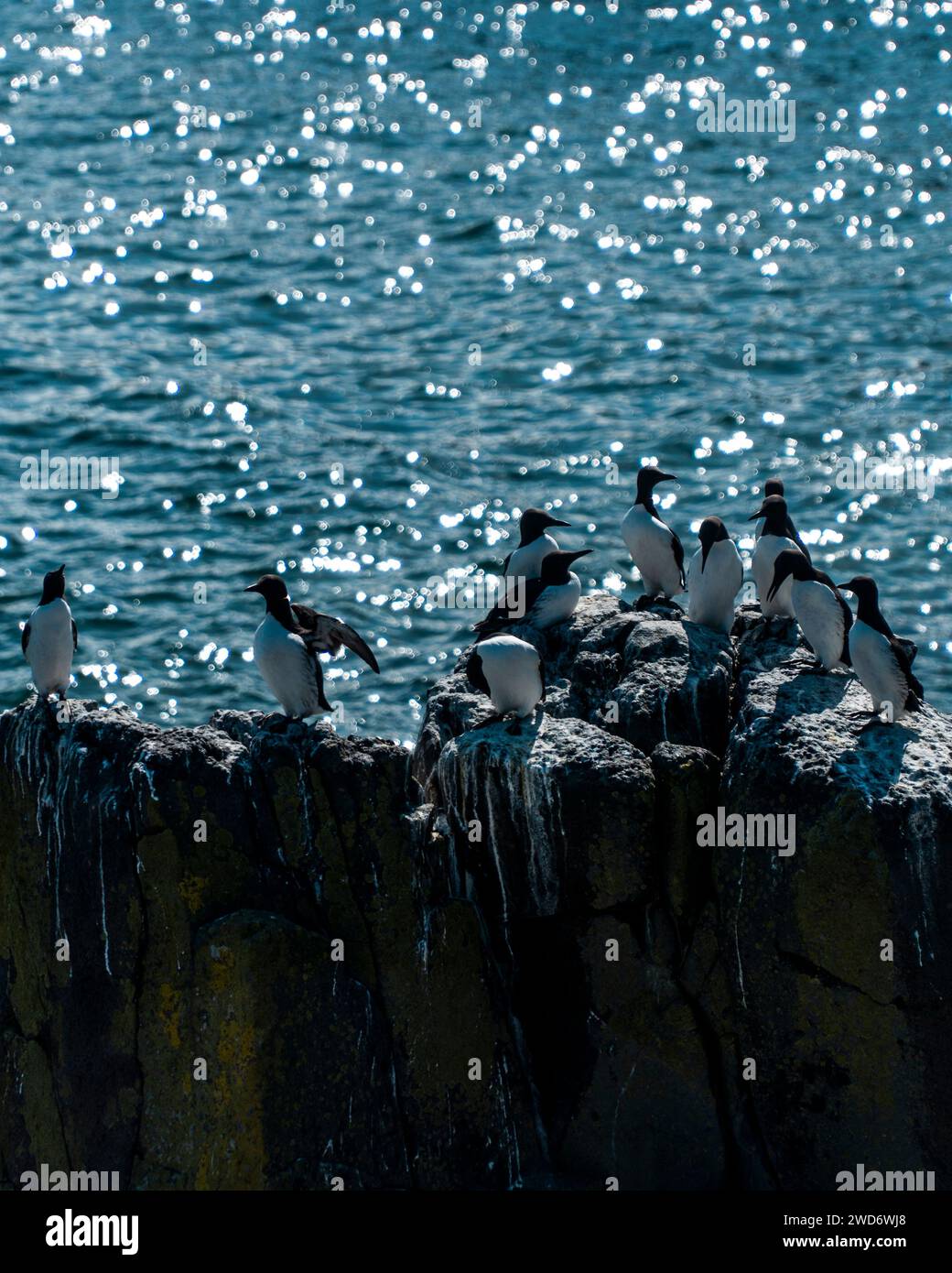 Eine Schar Pinguine auf einem Felsen mit ruhigem Wasser im Hintergrund Stockfoto