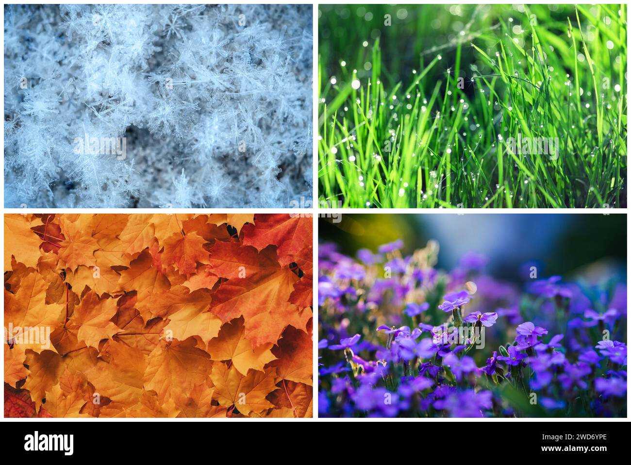 Four Seasons Collage Winter, Frühling, Sommer, Herbst. Blaue Schneeflocken, grünes Gras, orange Ahornblätter, lila blühende Blumen Stockfoto