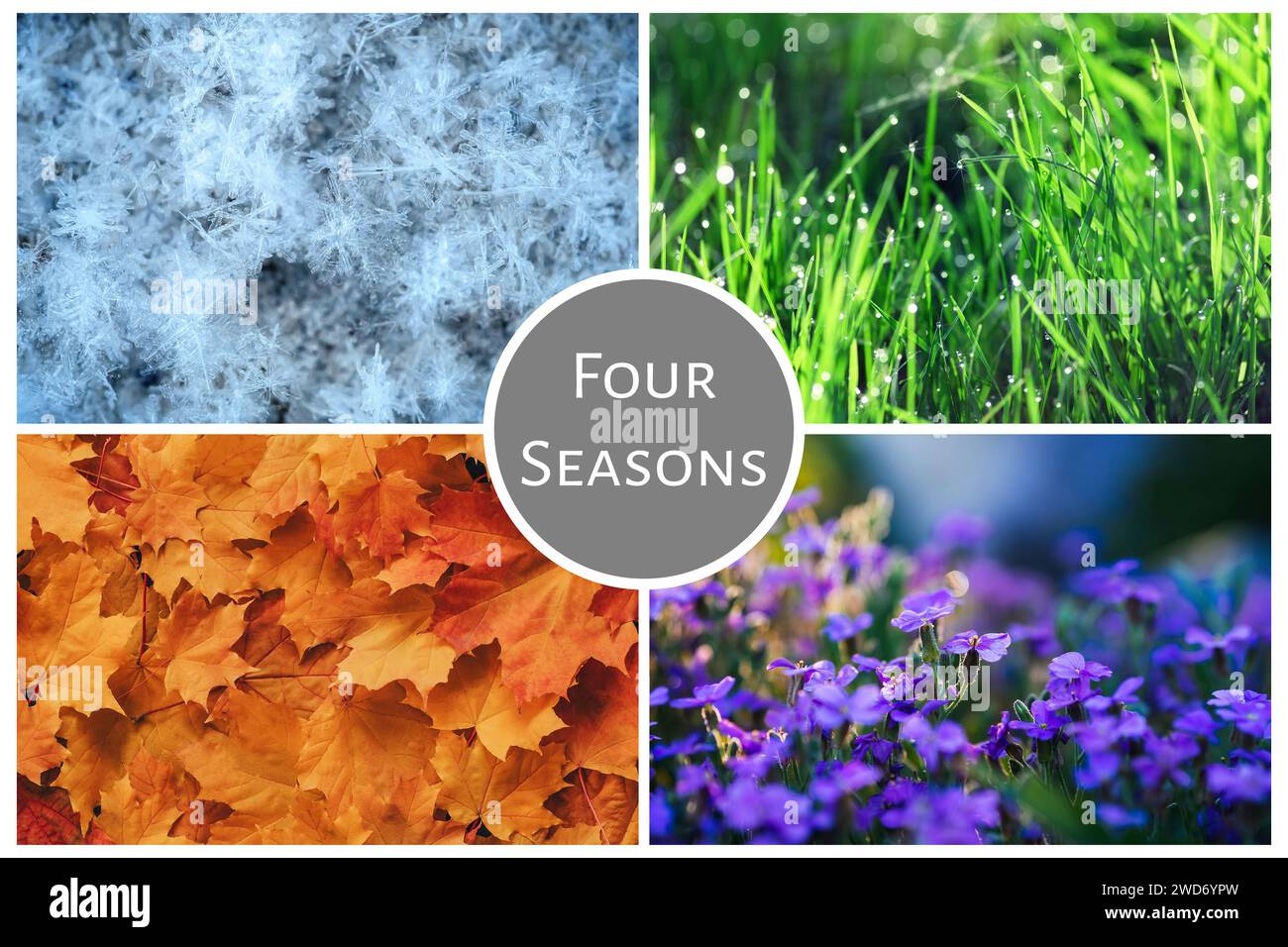 Four Seasons Nature Collage: Winter, Frühling, Sommer, Herbst. Mehrfarbiges buntes Konzept der Wandelbarkeit der Jahreszeit Stockfoto