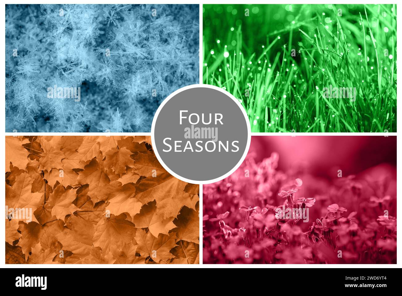 Four Seasons Nature Collage: Winter, Frühling, Sommer, Herbst. Blauer Schnee, grünes Gras, rote Blumen und orangene Blätter. Collagewechsel der Jahreszeit Stockfoto