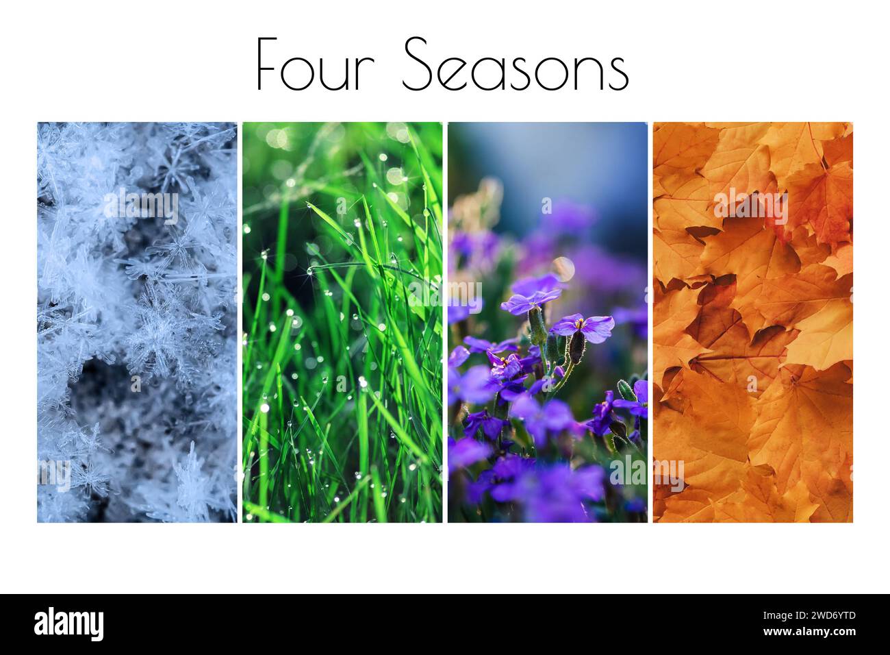 Four Seasons Konzept Winter, Frühling, Sommer, Herbst. Farbcollage von Schnee, Gras, Blumen und Laub Stockfoto