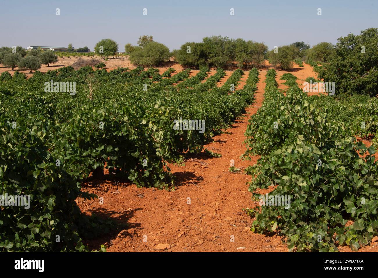 Mediterraner Weinberg mit weißen Trauben Stockfoto